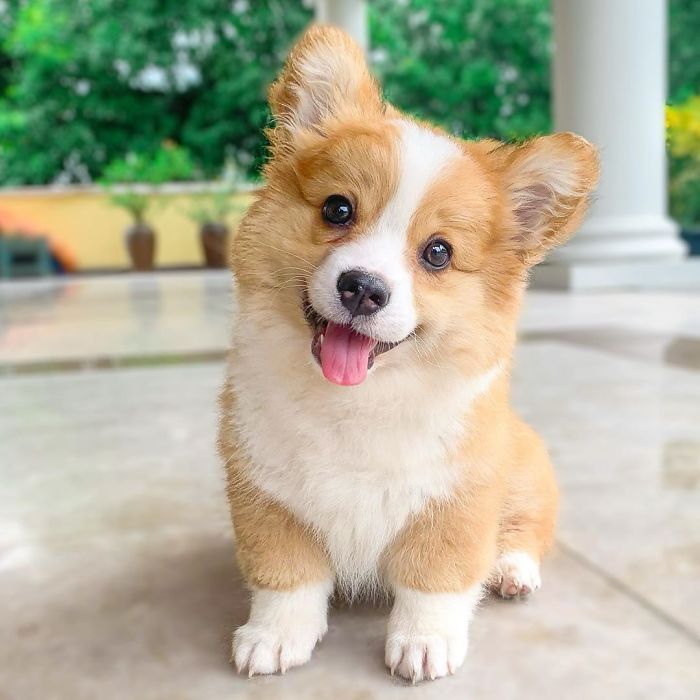 corgi