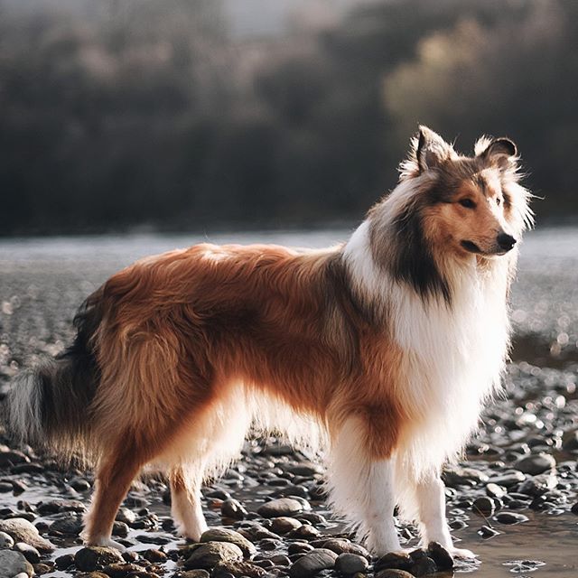 Shetland sheep dog