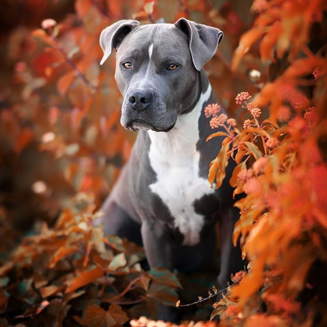 American Staffordshire Terrier