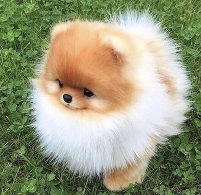 Pomeranian