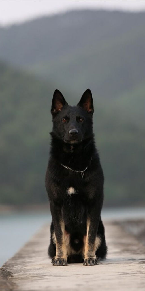 German shepherd