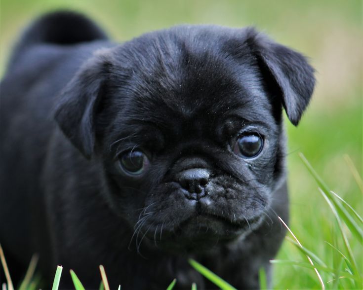 A pug pup