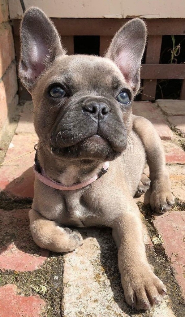 French bull dog