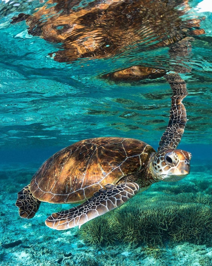 A turtle swimming under sea