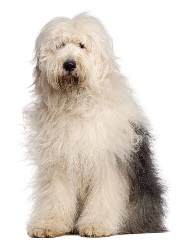 Old english sheep dog