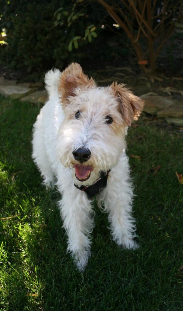 Toy Fox Terrier