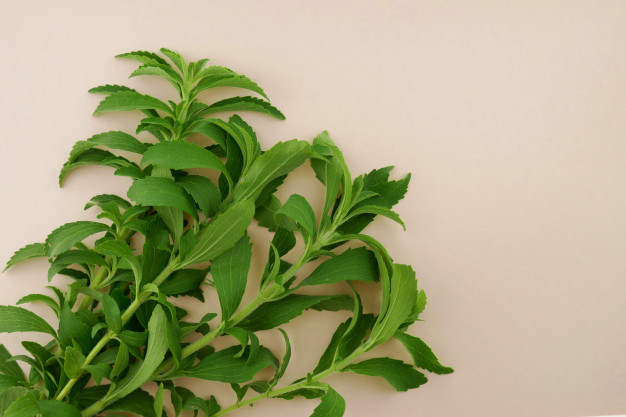 Stevia plant