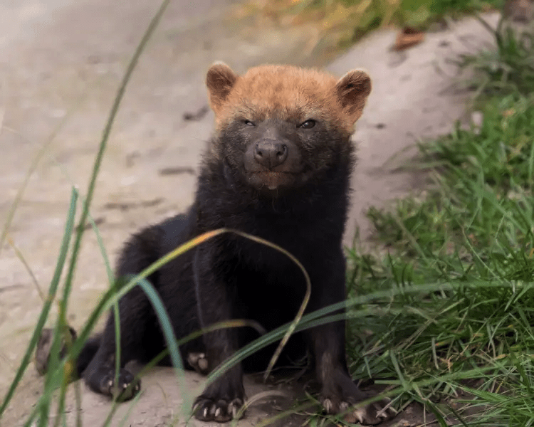 bush dog